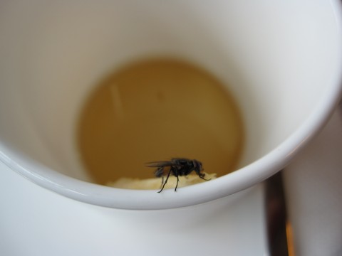 Fly in tea